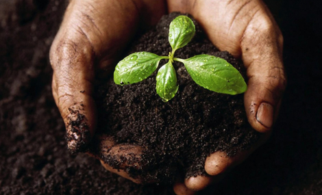 Billy's Compost Heidelberg